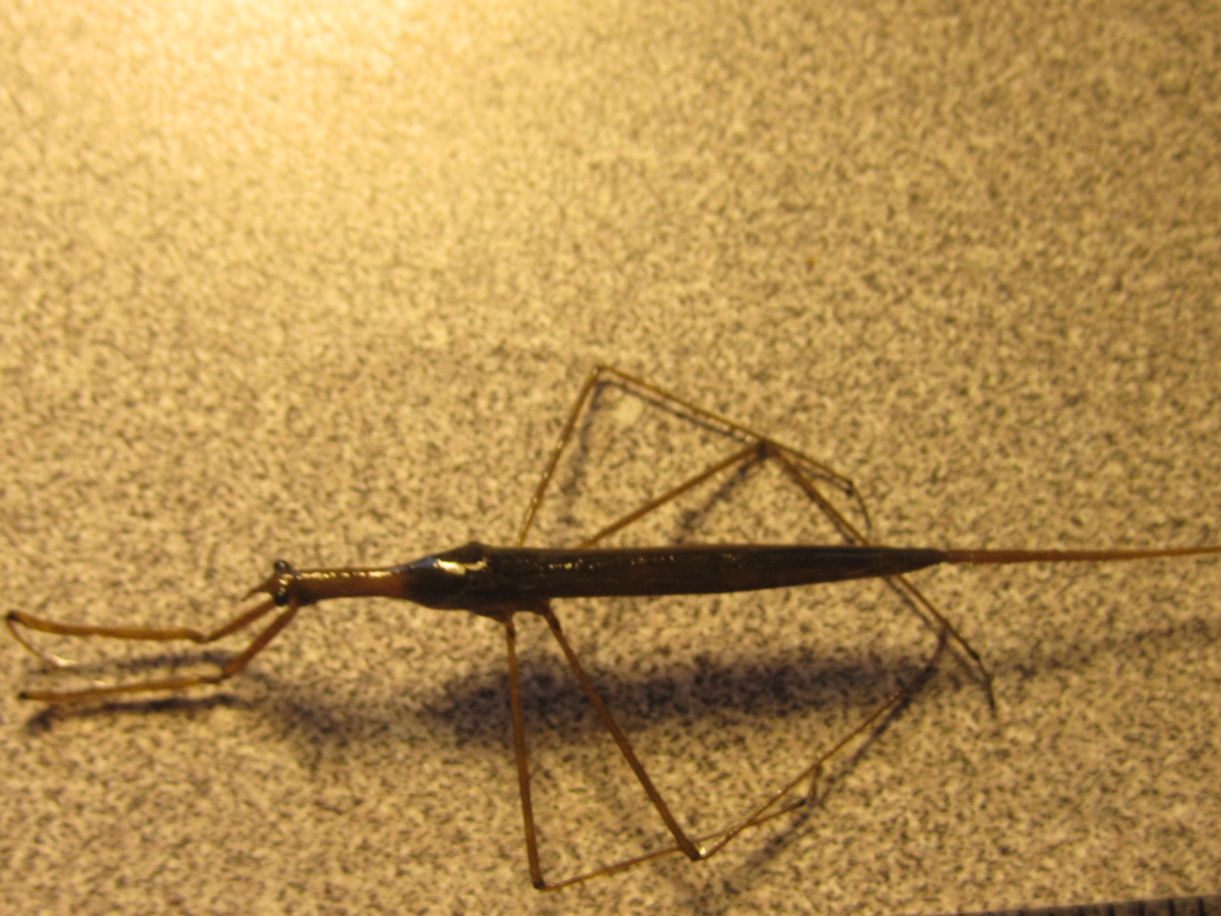 truebug